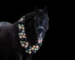 jumper Black Jack 205 (Pony without race description, 2007, from Poldy)