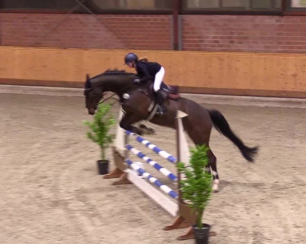 Reitturnier Hamburg-Friedrichshulde/Sylva Kuhrt 2024