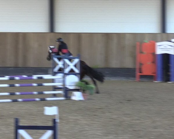 Reitturnier Zwickau 2024