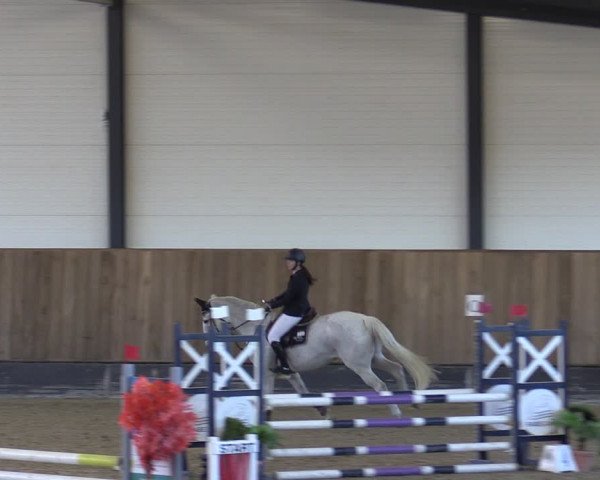 Reitturnier Zwickau 2024