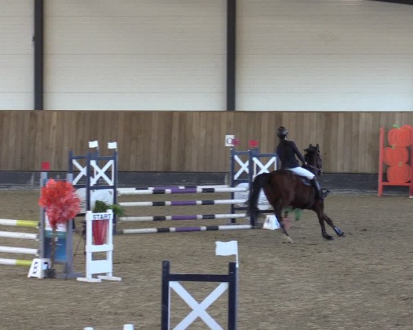 Reitturnier Zwickau 2024