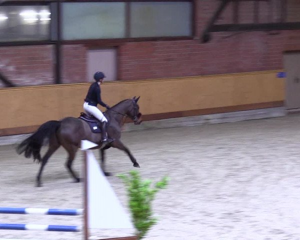 Reitturnier Hamburg-Friedrichshulde/Sylva Kuhrt 2024