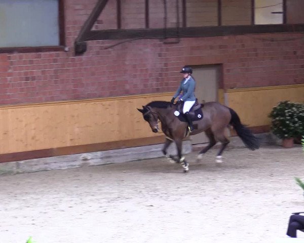 Reitturnier Hamburg-Friedrichshulde/Sylva Kuhrt 2024