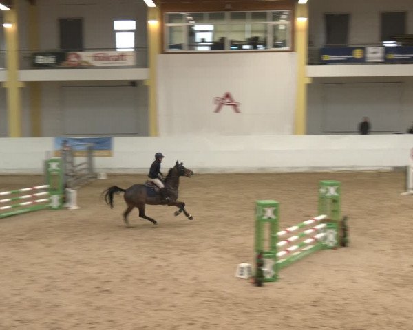 Reitturnier Stadl-Paura 2024