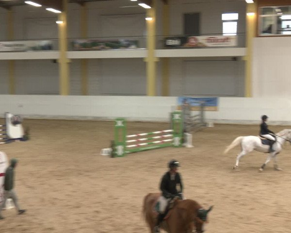 Reitturnier Stadl-Paura 2024