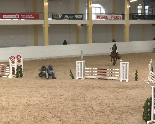 Reitturnier Stadl-Paura 2024