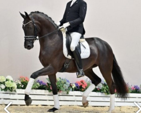 Dressurpferd Follow my Dream (Oldenburger, 2018, von Finest Selection OLD)