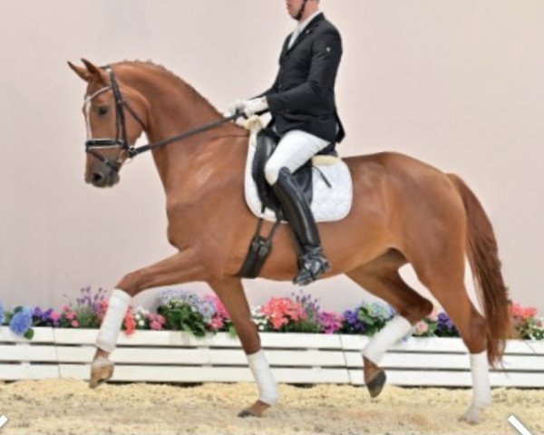 horse Senorita (Oldenburg, 2017, from Sezuan)