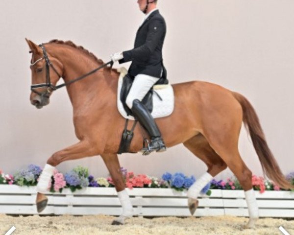 dressage horse Ignana (Oldenburg, 2016, from Escolar)