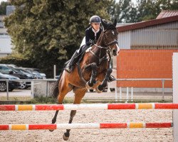 jumper Cleo S 2 (Holsteiner, 2010, from Cassus 2)