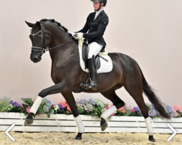 broodmare Filia de Riverbank 3170 FIN (Oldenburg, 2015, from Finest) broodmare Filia de Riverbank 3170 FIN (Oldenburg, 2015, from Finest)