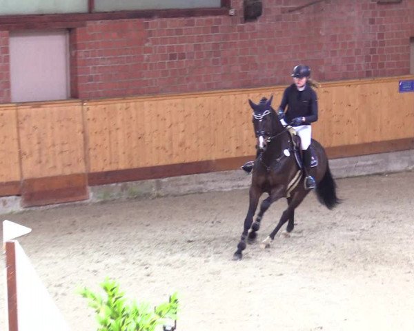 Reitturnier Hamburg-Friedrichshulde/Sylva Kuhrt 2024