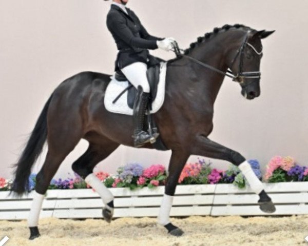 horse Flow (Oldenburg, 2017, from Fürst Wilhelm)