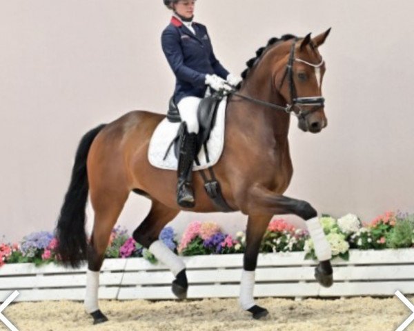 dressage horse Weissena's Girl (Oldenburg, 2016, from Grey Flanell)