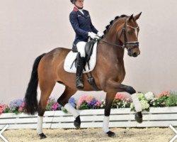 dressage horse Weissena's Girl (Oldenburg, 2016, from Grey Flanell)