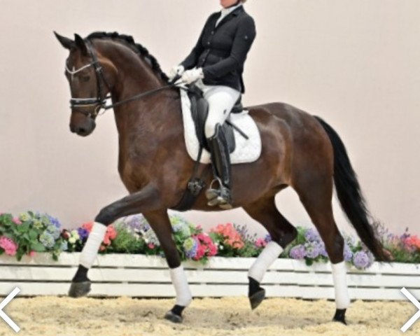 horse Diane GT (Oldenburg, 2017, from San Amour I)
