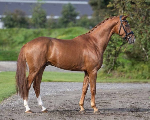 Pferd Zenobio (Westfale, 2019, von Zack)