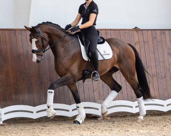 horse Bellendos (Hanoverian, 2019, from Ballantines)