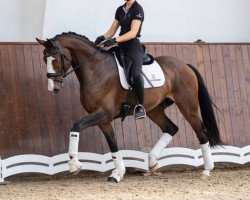 horse Bellendos (Hanoverian, 2019, from Ballantines)