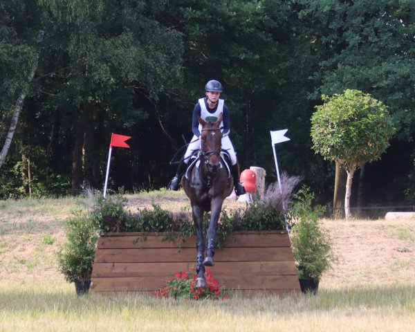 jumper Benedictio Khr (Hanoverian, 2017, from Buckingham)