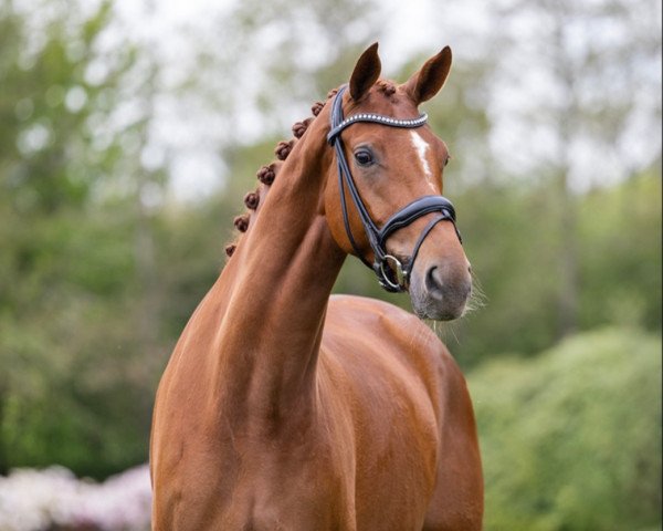 horse Theresa (Danish Warmblood, 2019, from Springbank II VH)
