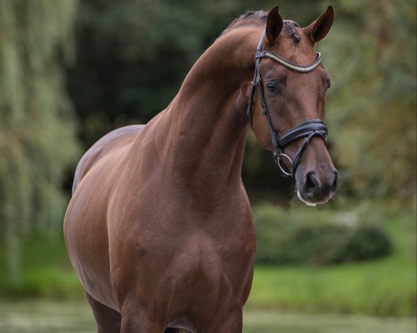 horse Salinero (Hanoverian, 2019, from Springbank II VH)
