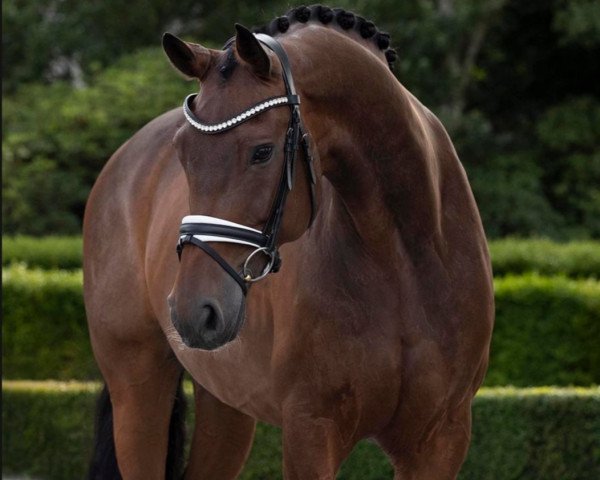 dressage horse Scolari's Son (Hanoverian, 2011, from Scolari)