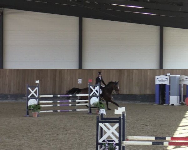 Reitturnier Zwickau 2024