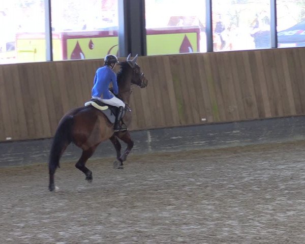 Reitturnier Zwickau 2024
