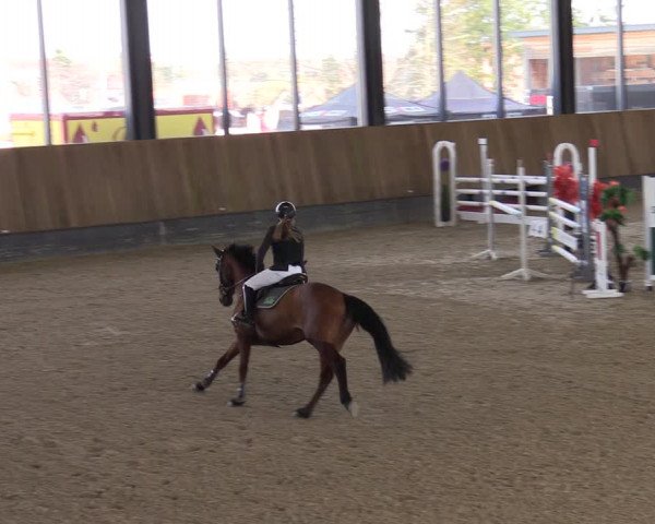 Reitturnier Zwickau 2024