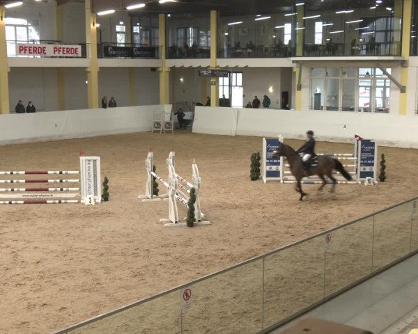 Reitturnier Stadl-Paura 2024