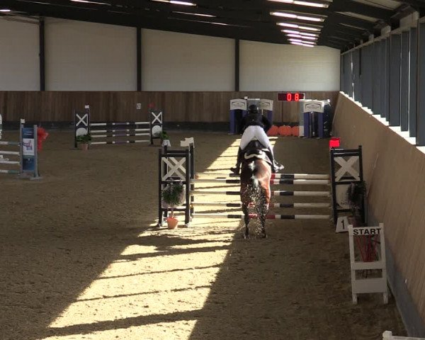 Reitturnier Zwickau 2024