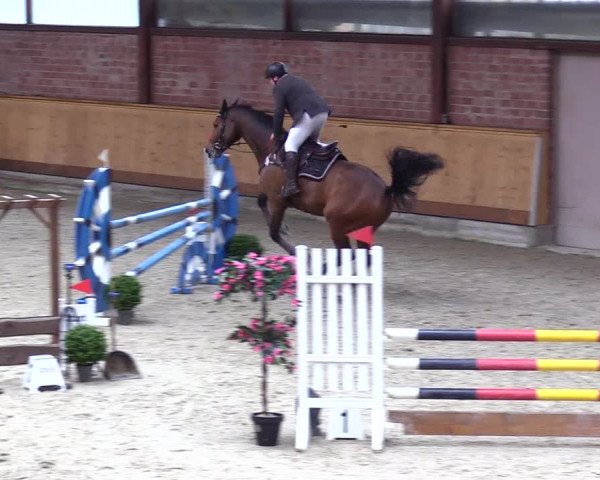 Reitturnier Hamburg-Friedrichshulde/Sylva Kuhrt 2024