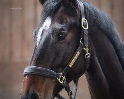 jumper Caracas Dk (Slovakian Warmblood, 2015)