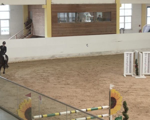 Reitturnier Stadl-Paura 2024