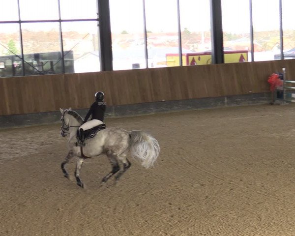 Reitturnier Zwickau 2024