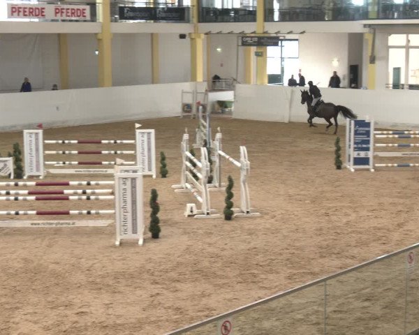 Reitturnier Stadl-Paura 2024