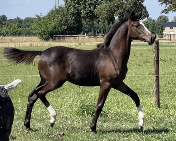 horse Domiziana Pur U Z (Zangersheide riding horse, 2022, from Dominator 2000 Z)