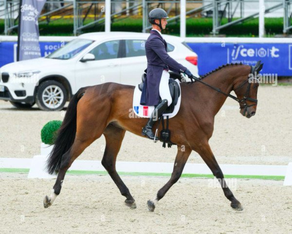 Pferd Good Moussardière (Selle Français, 2016, von Canturo)