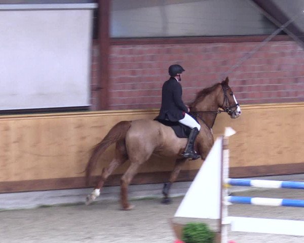 Reitturnier Hamburg-Friedrichshulde/Sylva Kuhrt 2024
