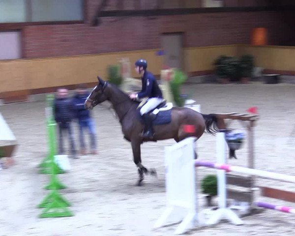 Reitturnier Hamburg-Friedrichshulde/Sylva Kuhrt 2024