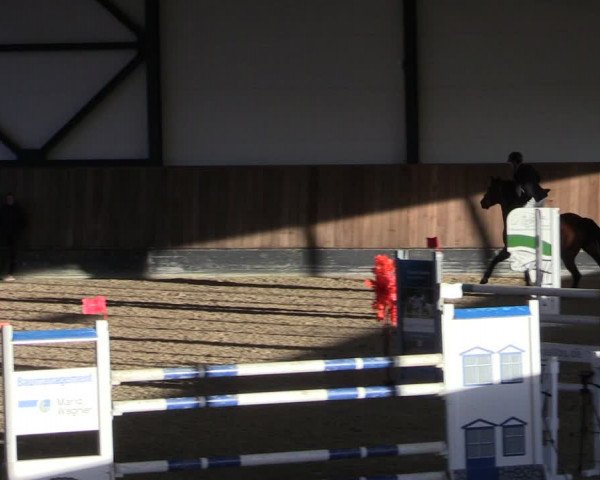Reitturnier Zwickau 2024
