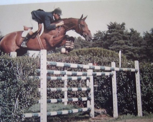 broodmare Laurentides AA (Anglo-Arabs, 1977, from Faritchou AA)