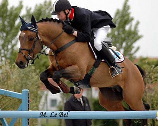 horse Indien de Here (Anglo-Arabs, 1996, from Osier du Maury AA)