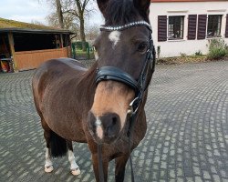 dressage horse California 128 (German Riding Pony, 2013, from Top Christobell)