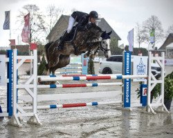 jumper Cocomira S (Holsteiner, 2015, from Casall Ask)
