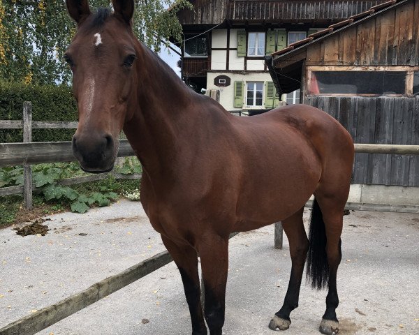 jumper Doshana-m. (KWPN (Royal Dutch Sporthorse), 2008, from Chin Chin) jumper Doshana-m. (KWPN (Royal Dutch Sporthorse), 2008, from Chin Chin)