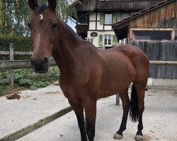 jumper Doshana-m. (KWPN (Royal Dutch Sporthorse), 2008, from Chin Chin)