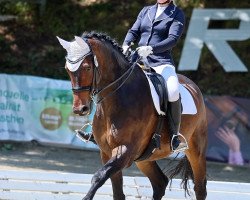 dressage horse Venito Levi (Hanoverian, 2014, from van Gogh)