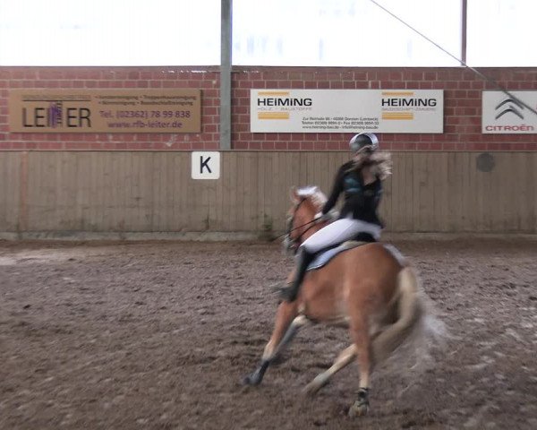 Reitturnier Lembeck 2024